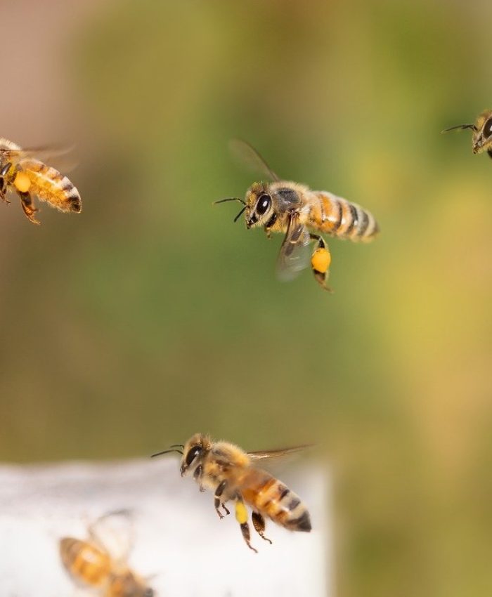 Les internes découvrent le monde de l’apiculture